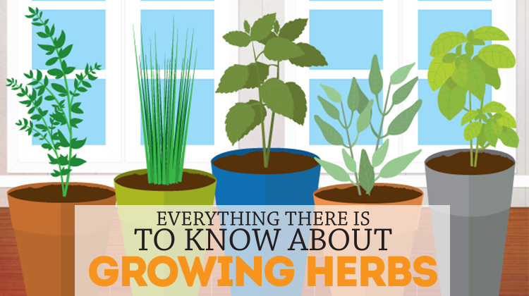 How to Grow Herbs